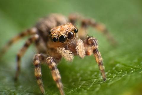 Aranha Saltadora