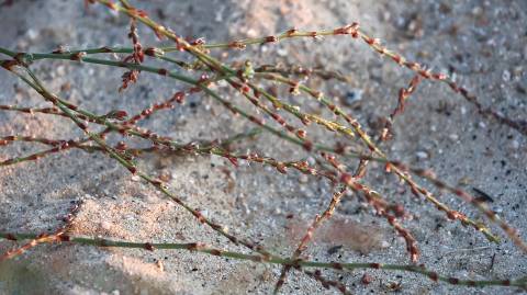 Polygonum Polygonacea